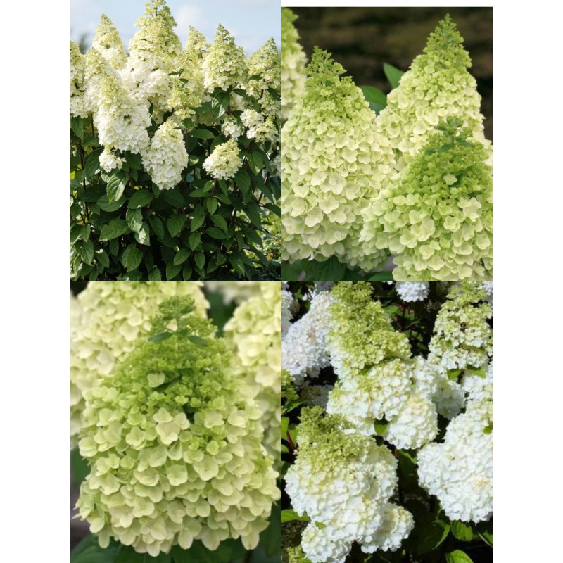  'Magical Kilimanjaro' Hydrangea pan. 