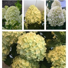 'Lemonlight'pbr Hydrangea pan.