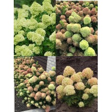 'Little Lime ' Hydrangea pan.