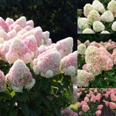 'Living Candy (Summer) Love' Hydrangea pan.