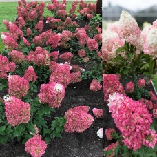 'Living Strawberry Blossom' Hydrangea pan.