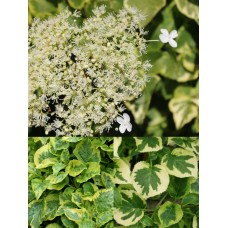 'Mirranda ' Hydrangea anomala subsp.petiolaris