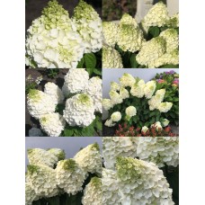  'Magical Mont Blanc'® Hydrangea pan. 