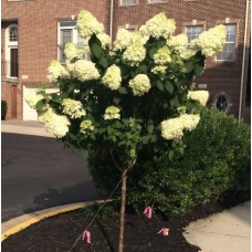 'Diamantino' Auststumbra Hydrangea paniculata 