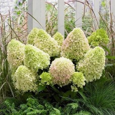 'Pandora' Hydrangea panic.