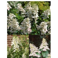  'Pee Wee'PBR Hydrangea pan.