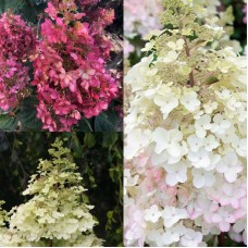 'Petite Lantern' Hydrangea pan.
