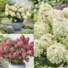 'Petite Star' Hydrangea pan.