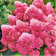 'Petite Flori' Hydrangea pan.