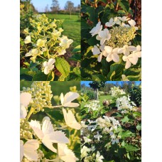  'Pink Lady' Hydrangea pan.