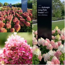 'Living Pinky Promise' Hydrangea pan.