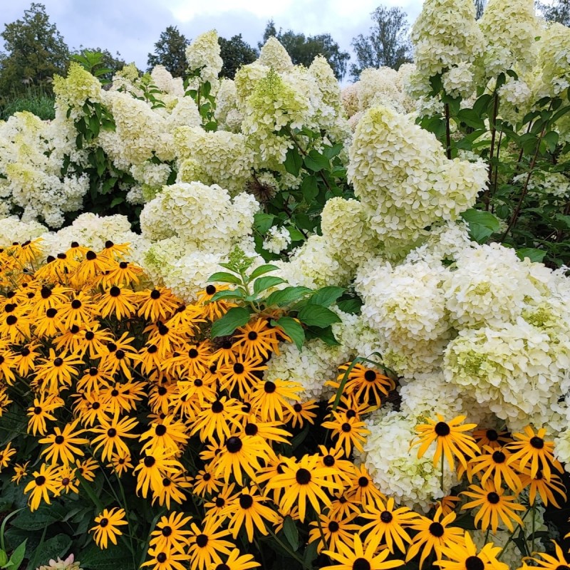  'Polar Bear' Hydrangea pan. 