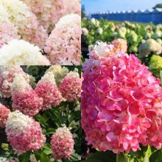 'Living Raspberry Pink' Hydrangea pan.