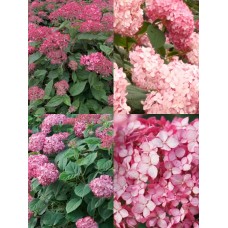  'Ruby Annabelle' Hydrangea arb.