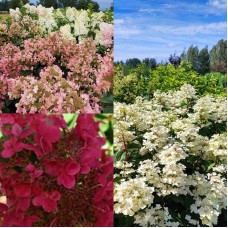 'Wim's Red' Hydrangea pan.