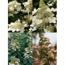  'White Goliath'® Hydrangea pan.