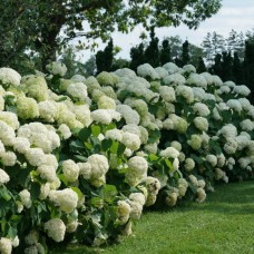  STRONG ANNABELLE 'Abetwo'  Hydrangea arborescens 