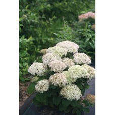 'BellaRagazza Blanchetta ' Hydrangea arborescens
