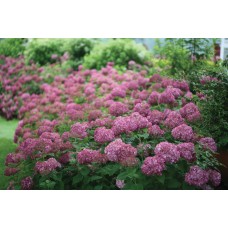 'BellaRagazza Mauvette ' Hydrangea arborescens