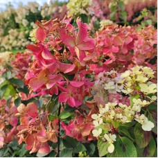 'Diamand Rouge' Hydrangea pan. 