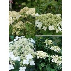  'Emerald Lace' Hydrangea arb.