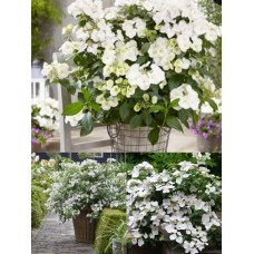 'Fairytrail White' Hydrangea