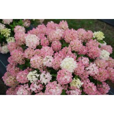 'Fire Light Tiny Bit ' Hydrangea pan.