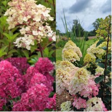 'Samarskaya Lidiya' vai Rensam 'FRAMBOISINE' pbr Hydrangea pan.