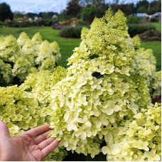  'Hercules' Hydrangea pan. 