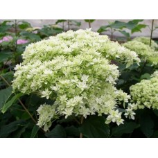 'Hayes Starburst' Hydrangea arborescens