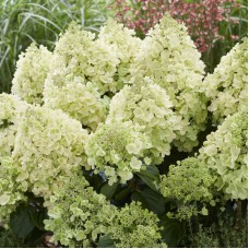 'Bee Happy' Hydrangea pan.