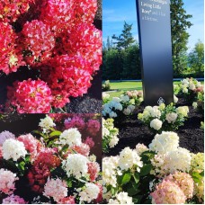 'Living Little Rosy' Hydrangea pan.