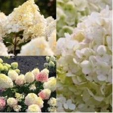 'Living Little Blossom' Hydrangea pan.