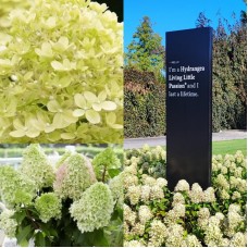  'Living Little Passion' Hydrangea pan.