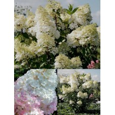  'Magical Andes'® Hydrangea pan. 