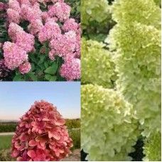 'Magical Candle' Hydrangea pan. 