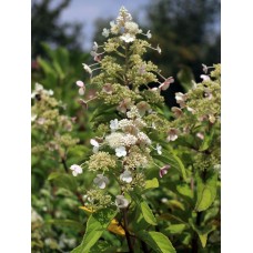 'Magical Himalaya' Hydrangea pan.