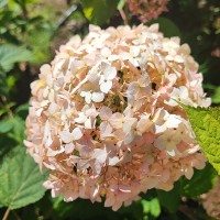  'Candybelle® Marshmallow' Hydrangea arb. 