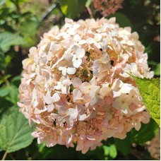  'Candybelle® Marshmallow' Hydrangea arb. 