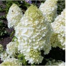 'Magical Matterhorn' Hydrangea pan.