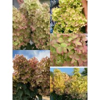 'Metallica 'renmeta' Hydrangea paniculata