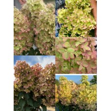 'Metallica 'renmeta' Hydrangea paniculata