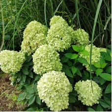 'Mojito' Hydrangea pan.