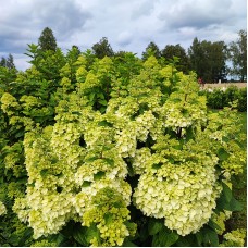  'Magical Moonlight' Hydrangea pan.
