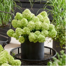 'Petite Cherry' Hydrangea pan.