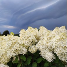  'Phantom' Hydrangea pan. 