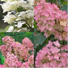  'Pink Diamond' Hydrangea pan.