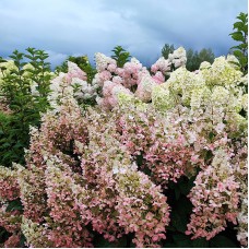 'Pinky Winky' Hydrangea pan.