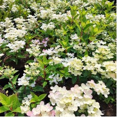  'Polestar' Hydrangea pan.