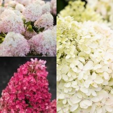 'Living Royal Flower' Hydrangea pan. 